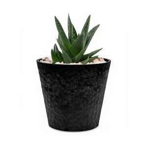 aloe-vera-ko-hatasu-cserepben.jpg