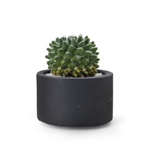 csillagkaktusz-antracit-cserepben.jpg