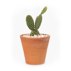 fugekaktusz-terrakotta-cserepben.jpg