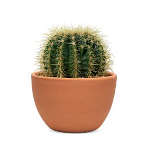 gombkaktusz-agyagcserepben.jpg