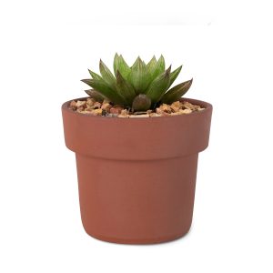 pellaea-rotundifolia-kaktusz-agyagcserepben.jpg